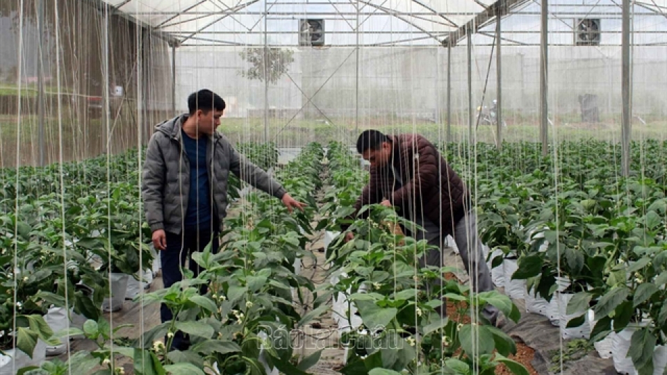 EU to send inspection delegation to VN over some agricultural exports
